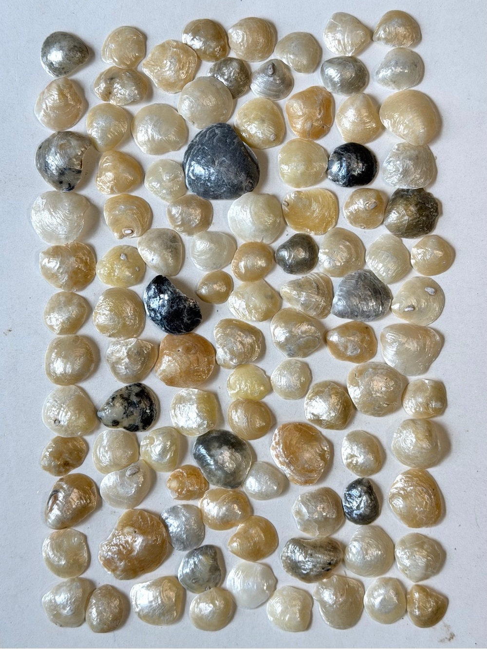 Seashells 100 Jingles Shiny Shells 3/4” to 1-1/2” Beach Art Crafts Coastal Decor